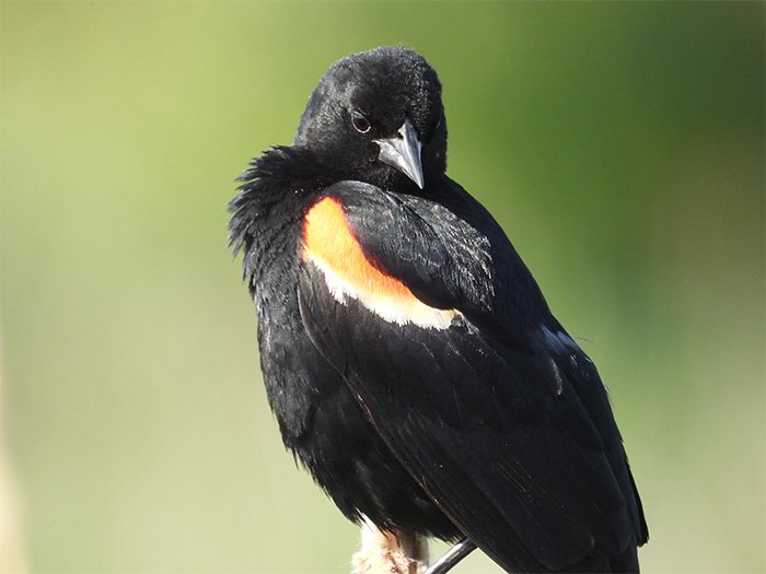 Red-Winged Blackbird, Local Wetlands, Washington