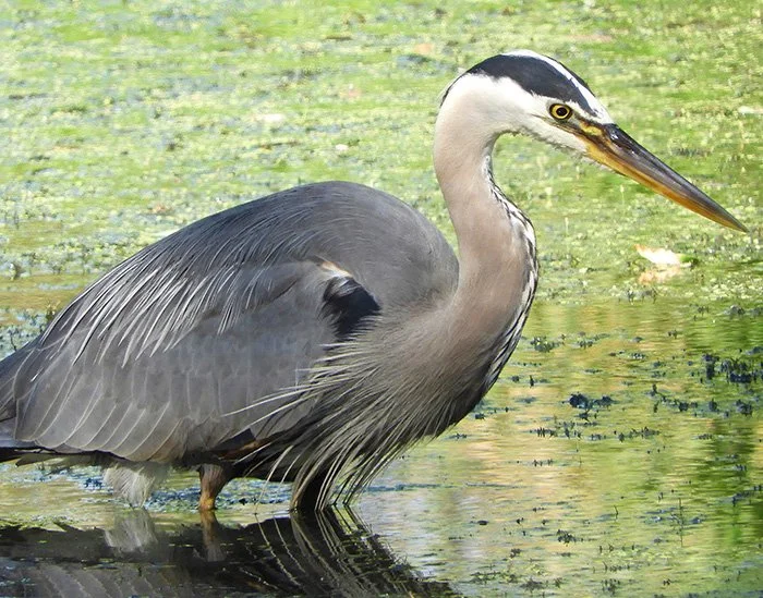 Great Blue Heron, Local Wetlands, Washington
