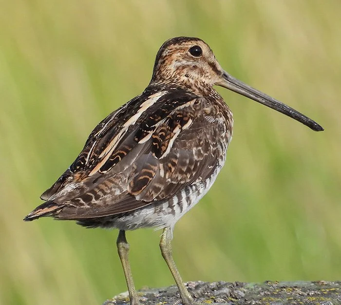 Wilson's Snipe, Kiwa Trail, Washington