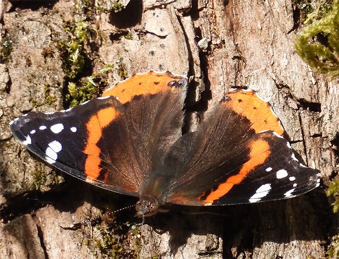 Butterfly, Neighborhood, Washington