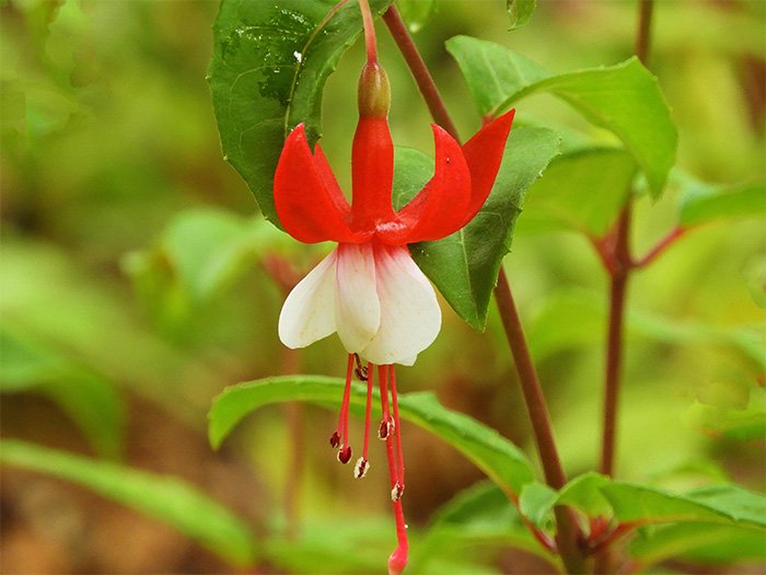 Fuchsia, Elk Rock Garden, Oregon