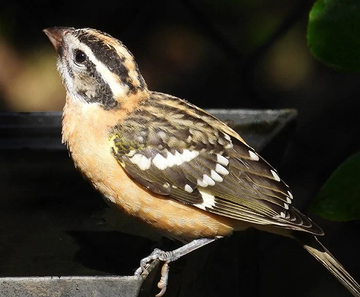 Female Black-Headed Grosbeak, Back Yard, Washington