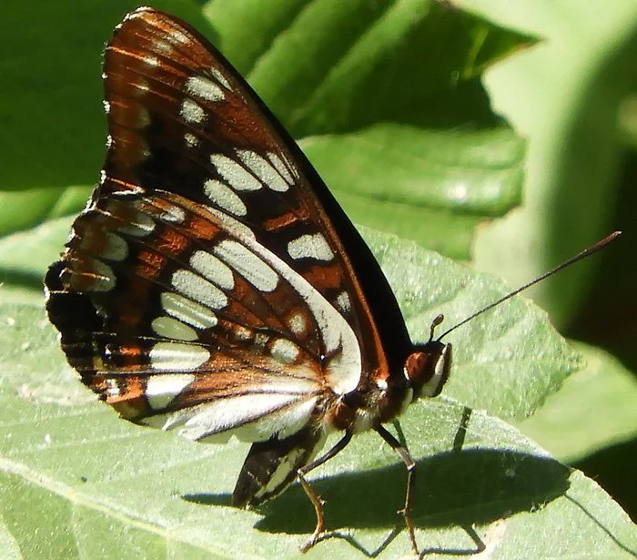 Butterfly, Back Yard, Washington