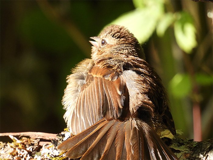 Sparrow, Wildlife Botanical Garden, Washington