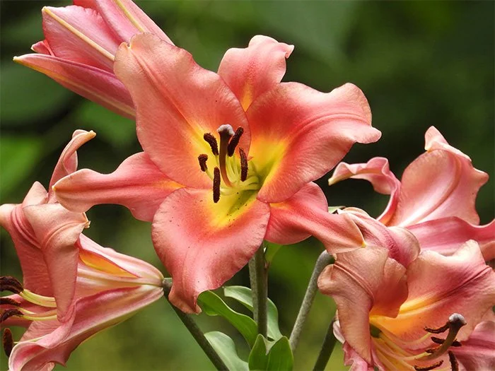 Daylily, Elk Rock Garden, Oregon