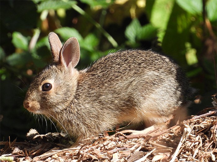 Rabbit, Wildlife Botanical Garden, Washington