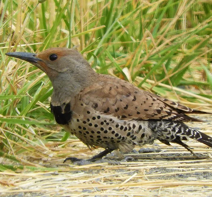 Flicker, Kiwa Trail, Washington