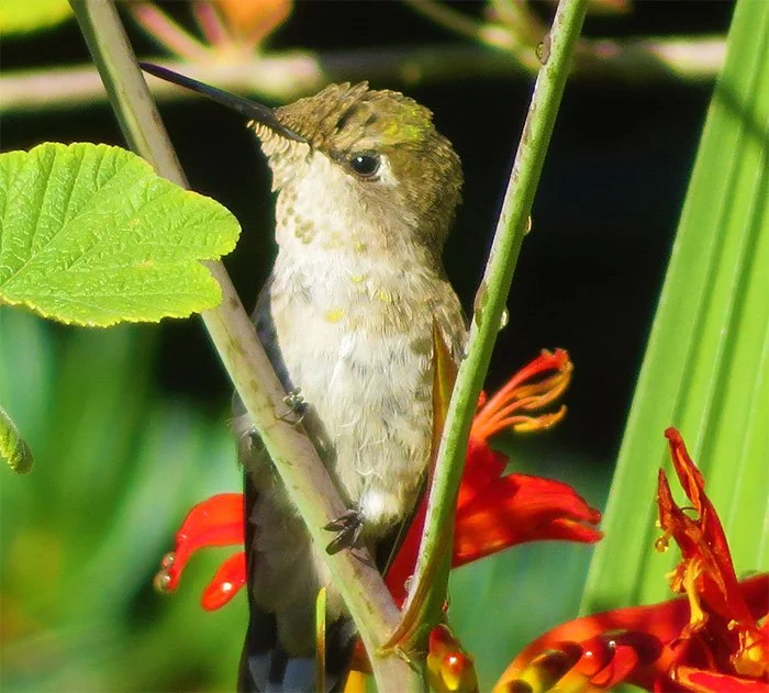 Hummingbird, Wildlife Botanical Garden, Washington