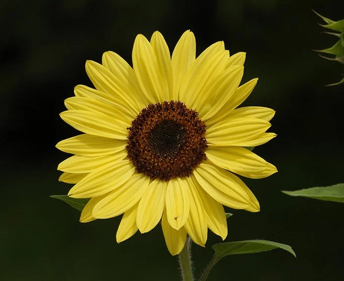 Sunflower, Neighborhood, Washington