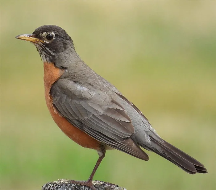 Robin, Kiwa Trail, Washington