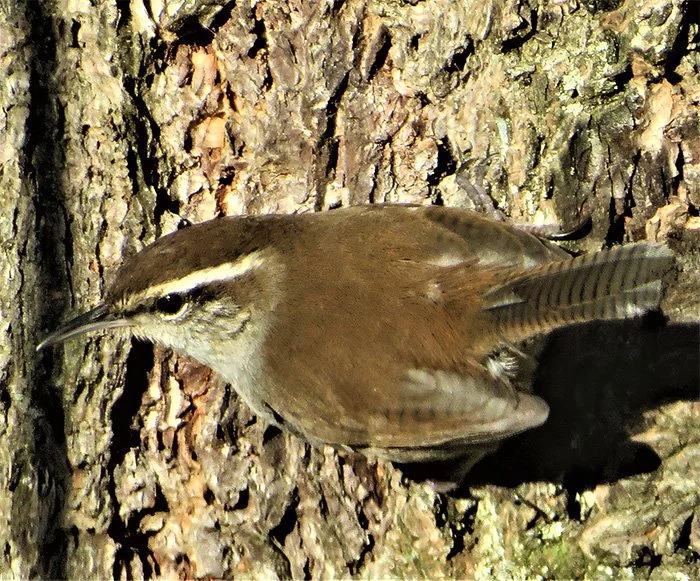 Bewick's Wren, Morgan Creek, Washington