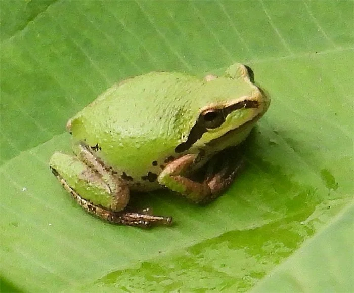 Tree Frog, Kiwa Trail, Washington