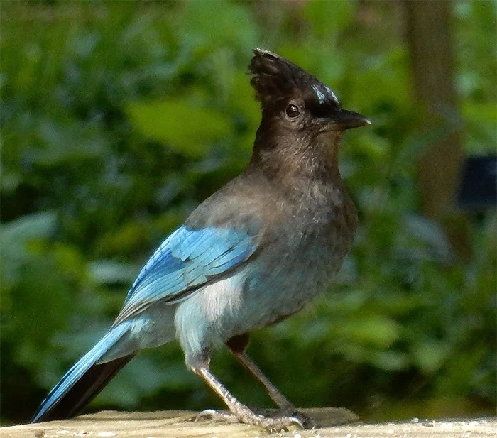 Steller's Jay, Wildlife Botanical Garden, Washington