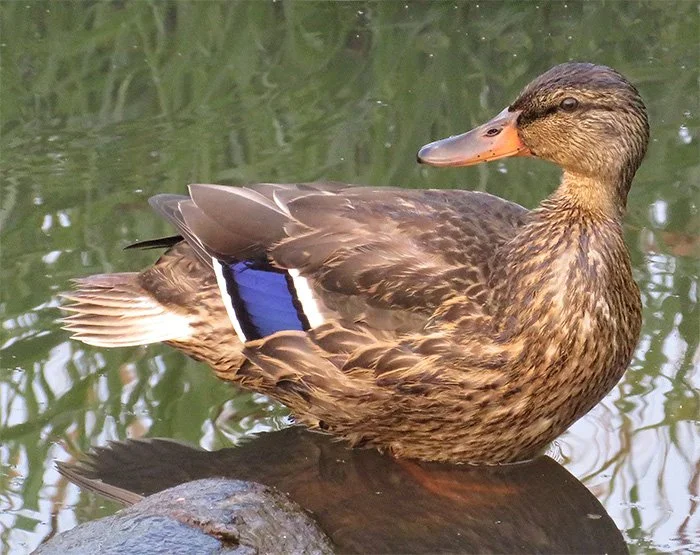 Mallard Duck, Columbia Springs, Washington