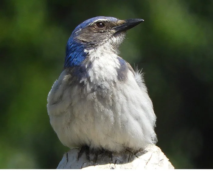 Scrub Jay, Noble Woods, Oregon