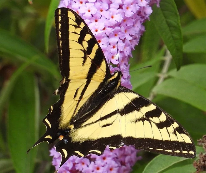 Swallowtail Butterfly, The Grotto, Oregon
