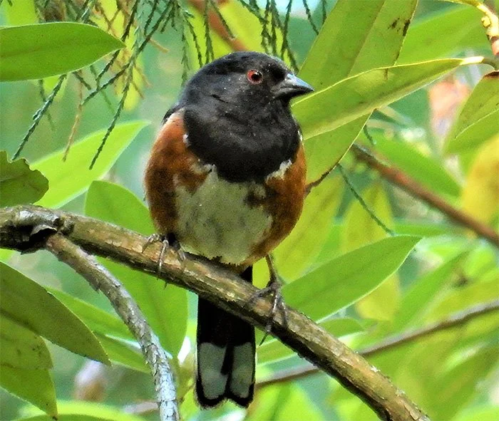 Towhee, Wildlife Botanical Garden, Washington