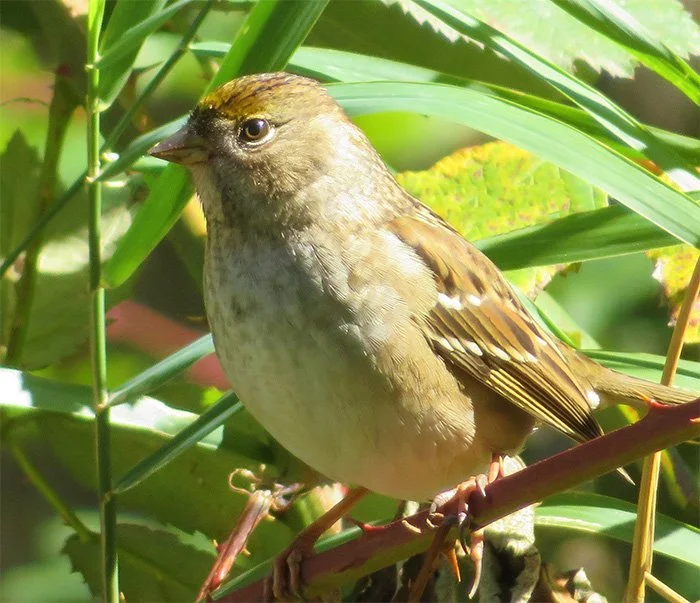 Golden-Crowned Sparrow, Steigerwald Wildlife Refuge, Washington