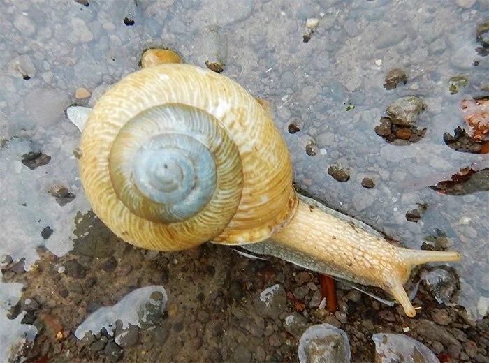 Snail, Tualatin Hills Nature Park, Oregon