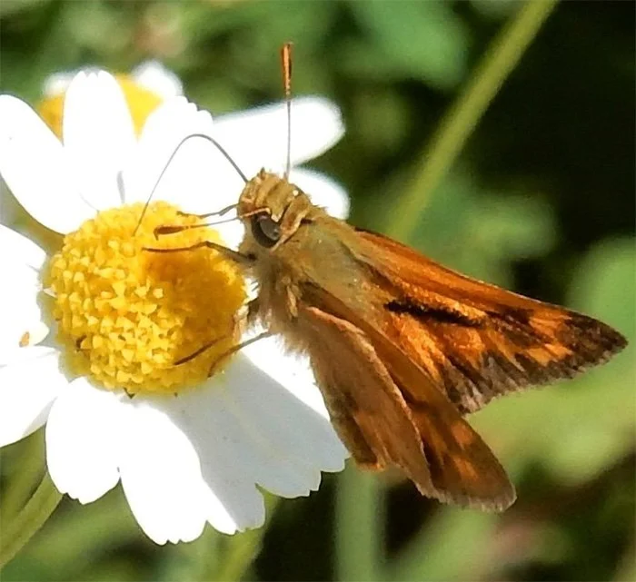 Sachem Skipper Butterfly, Wildlife Botanical Garden, Washington