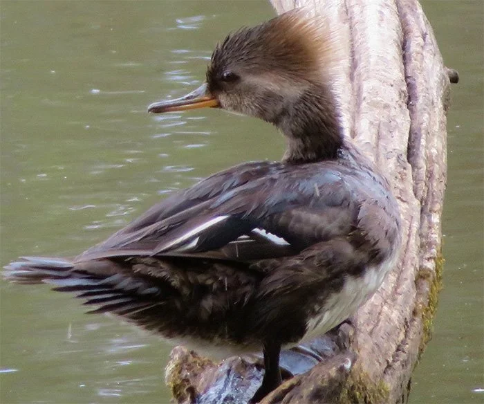Hooded Merganser, Ridgefield Wildlife Refuge, Washington