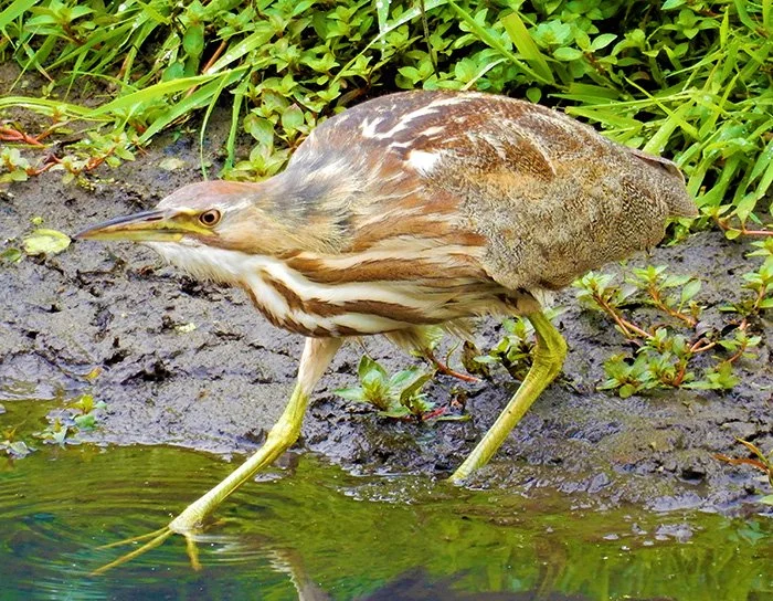 American Bittern, Ridgefield Wildlife refuge, Washington