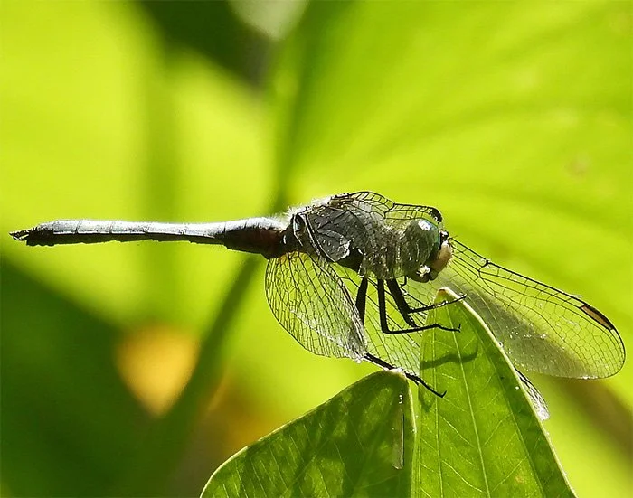 Dragonfly, Elk Rock Garden, Oregon