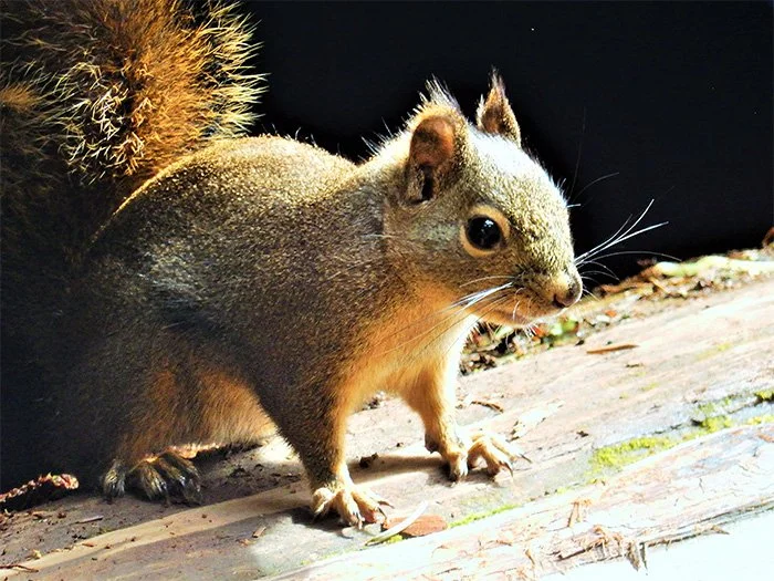 Squirrel, Battleground Lake, Washington