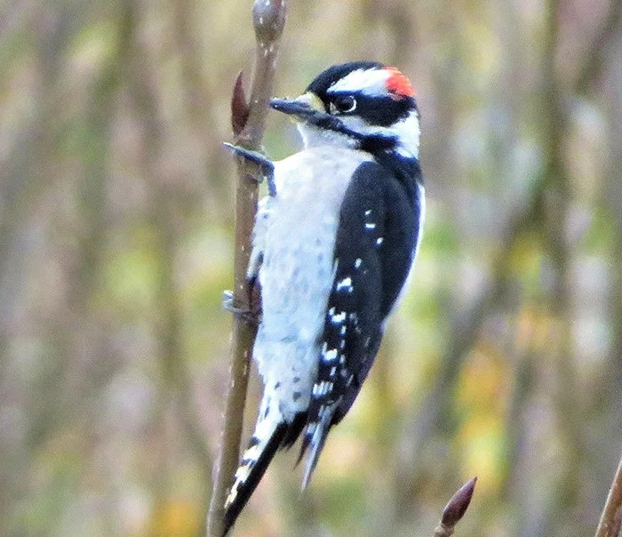 Downy Woodpecker, Steigerwald Wildlife Refuge, Washington