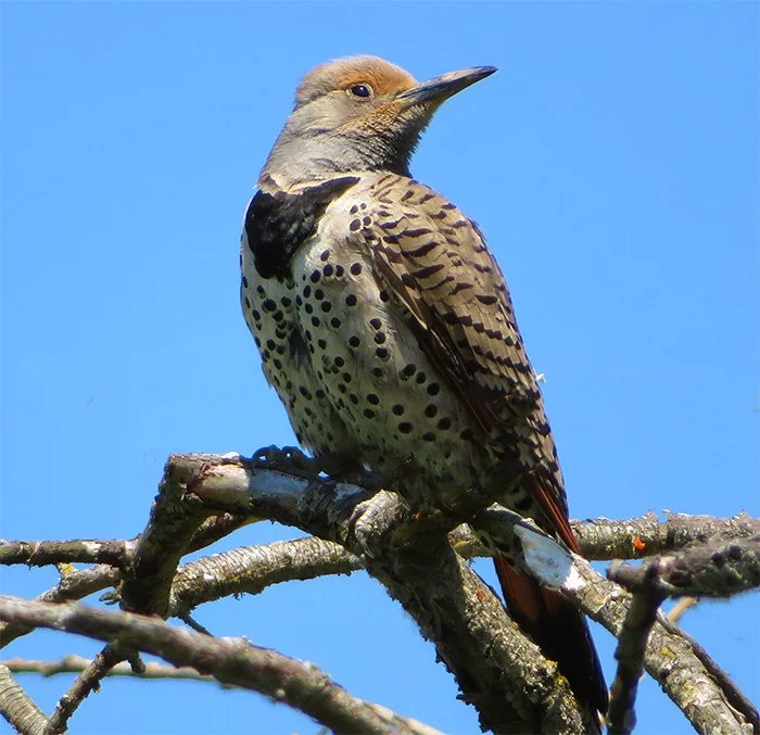 Northern Flicker, White Cloud, Washington
