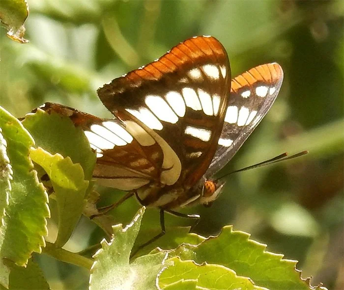 Butterfly, Wildlife Botanical Garden, Washington