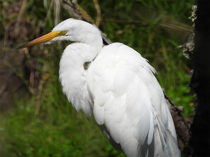 Egret, Ridgefield Wildlife Refuge, Washington