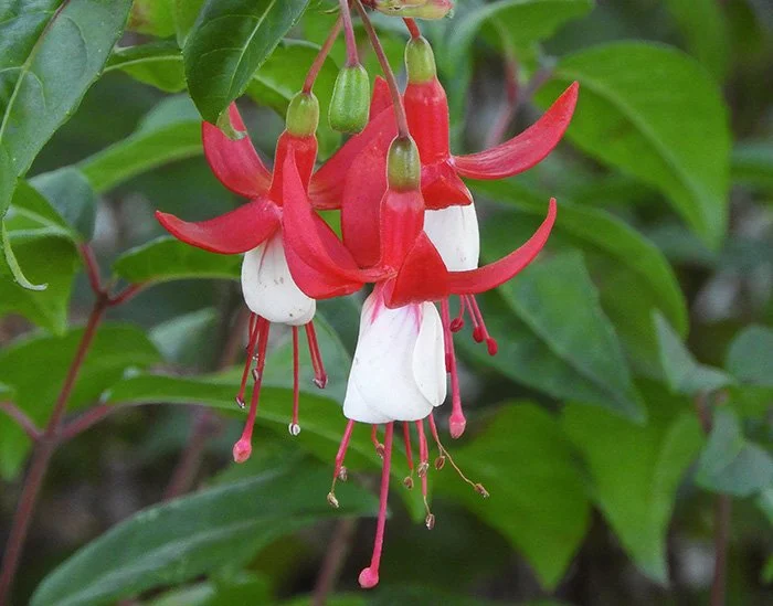 Fuchsia, Elk Rock Garden, Oregon