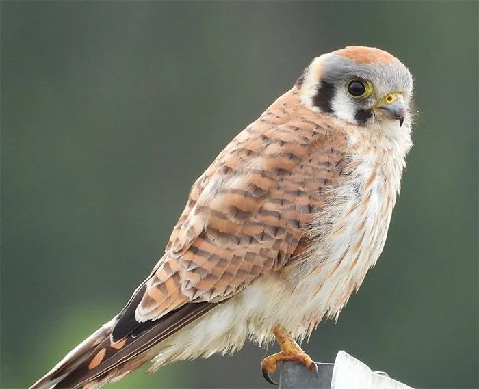 Kestrel, Ridgefield Wildlife Refuge, Washington