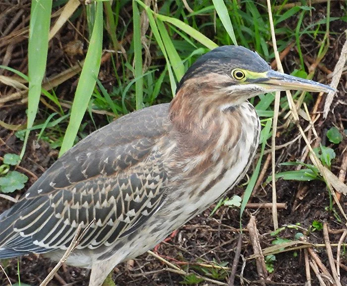 Green Heron, Ridgefield Wildlife Refuge, Washington