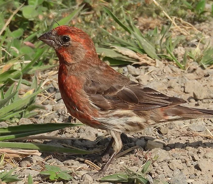 Purple Finch, Kiwa Trail, Washington