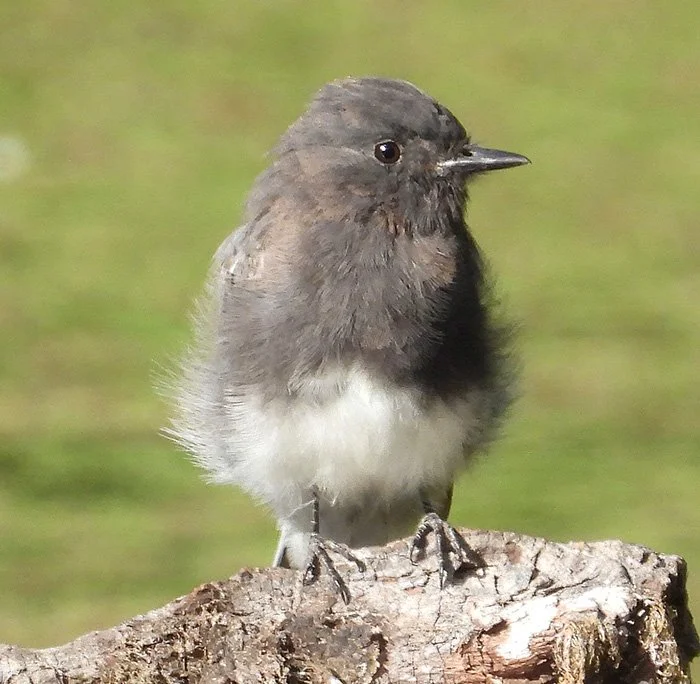Black Phoebe, Kiwa Trail, Washington
