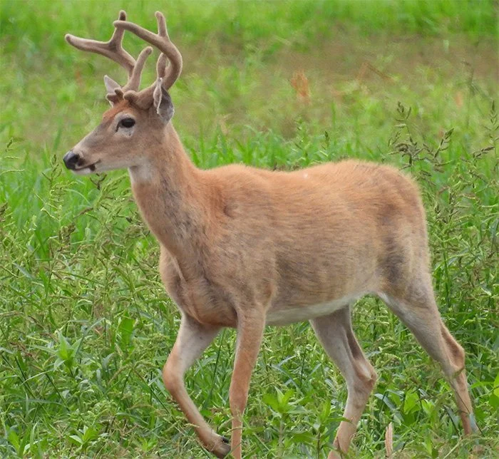 Buck, Ridgefield Wildlife Refuge, Washington
