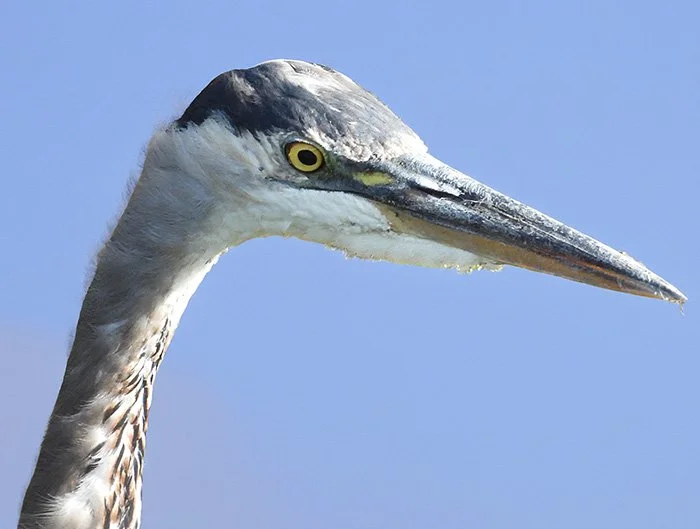 Great Blue heron, Local Wetlands, Oregon