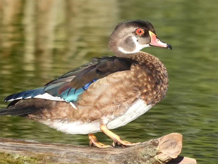 Juvenile Wood Duck, Ridgefield Wildlife Refuge, Washington