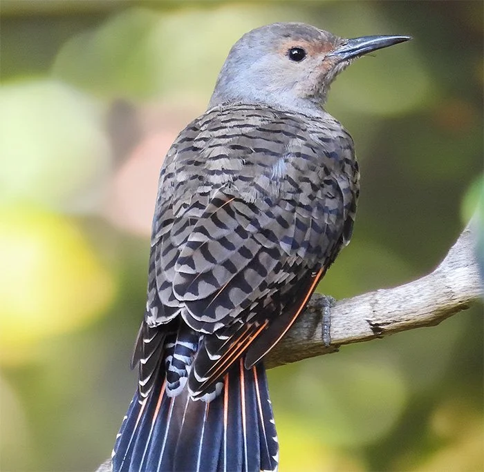 Northern Flicker, Neighborhood, Washington