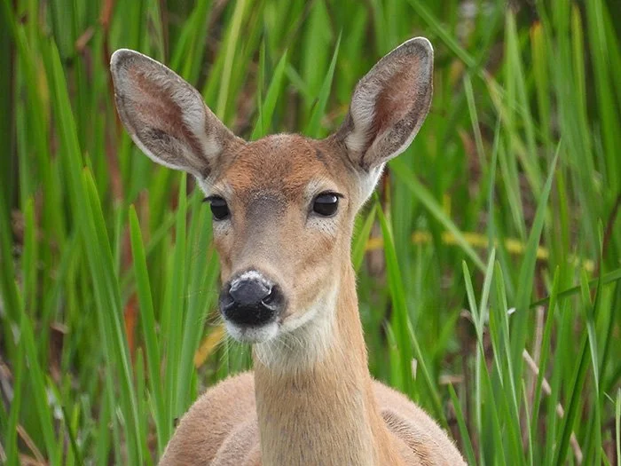 Deer, Ridgefield Wildlife Refuge, Washington