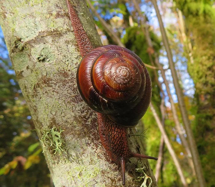 Snail, Lacamas Lake, Washington