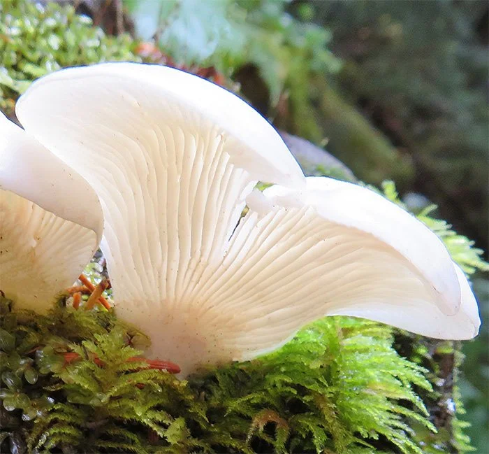 Mushroom, Morgan Creek, Washington