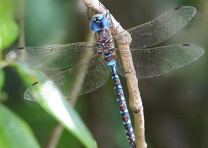 Dragonfly, Elk Rock Garden, Oregon