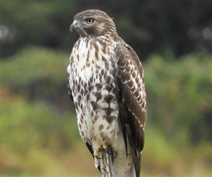 Hawk, Steigerwald Wildlife Refuge, Washington