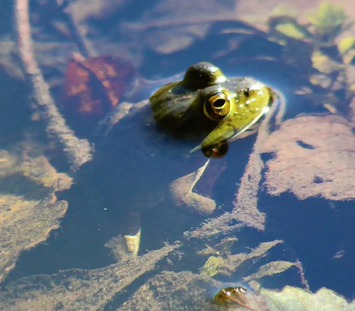 Frog, Wildlife Botanical Garden, Washington