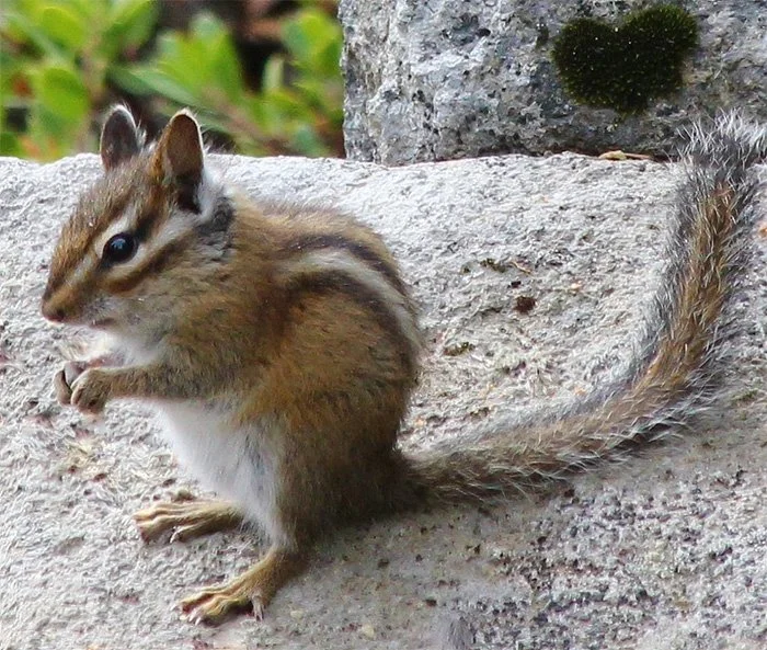 Chipmunk, Columbia River Gorge, Washington