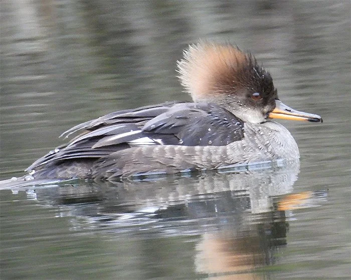 Female Hooded Merganser, Wildlife Botanical Garden, Washington
