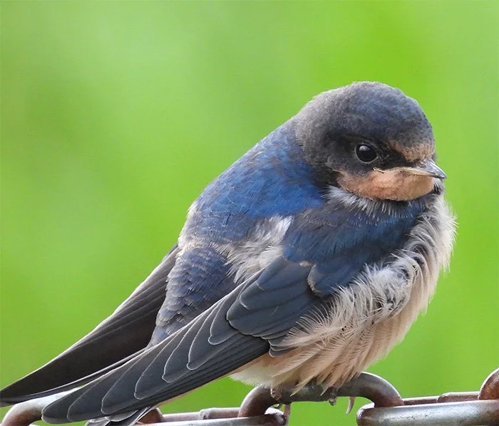Barn Swallow, Ridgefield Wildlife Refuge, Washington